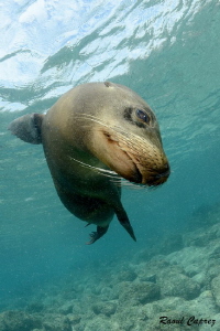 Look at me :-) by Raoul Caprez 